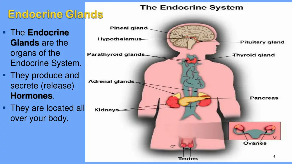 the endocrine glands are the organs