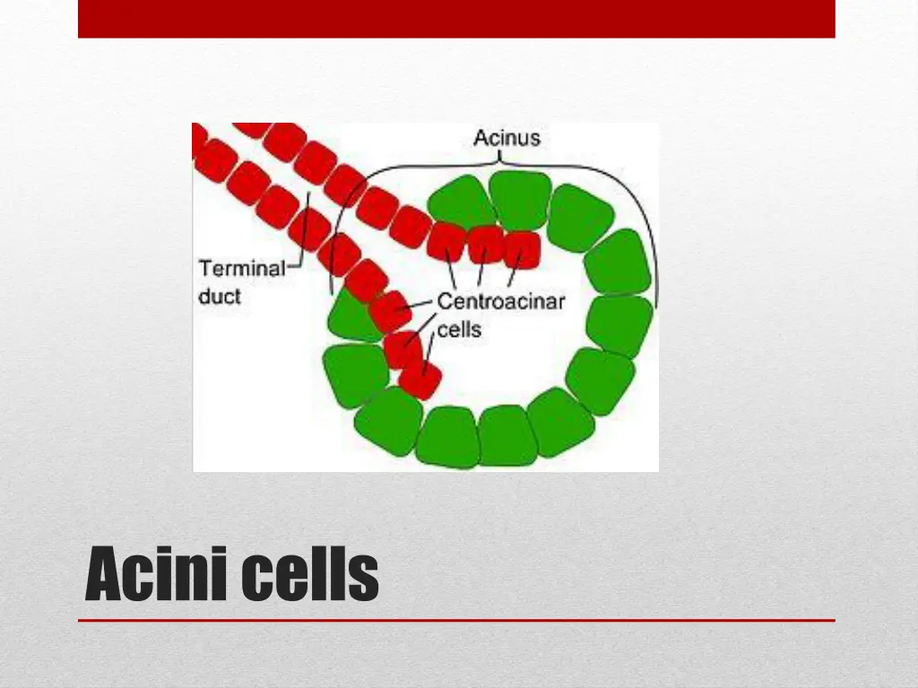 acinicells 1