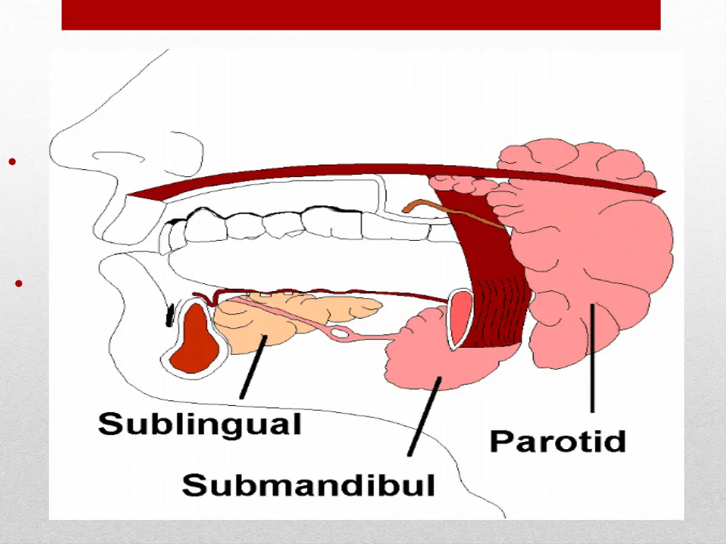 salivary gland