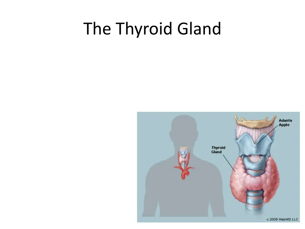 the thyroid gland