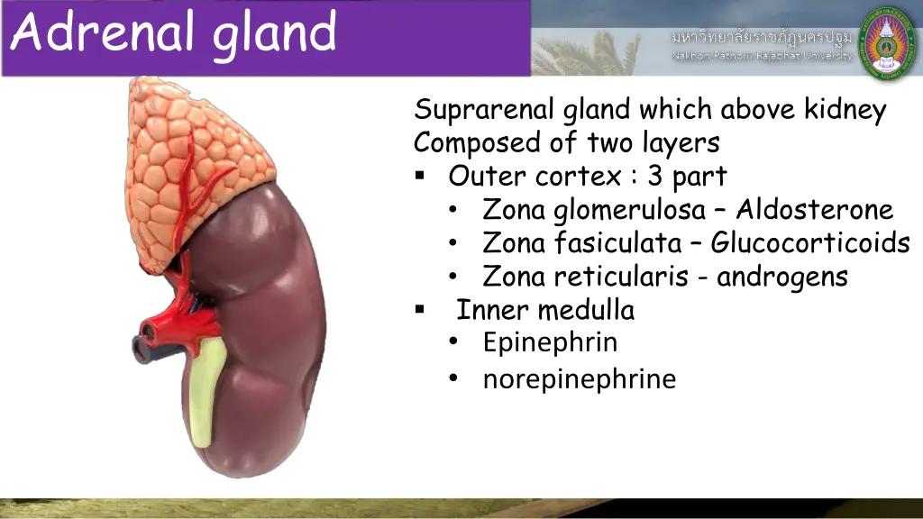 adrenal gland