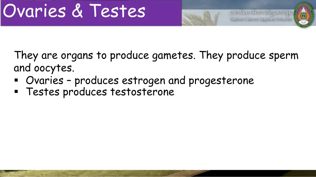 ovaries testes