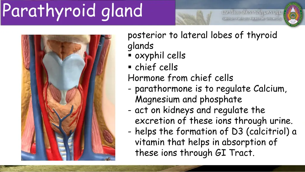 parathyroid gland