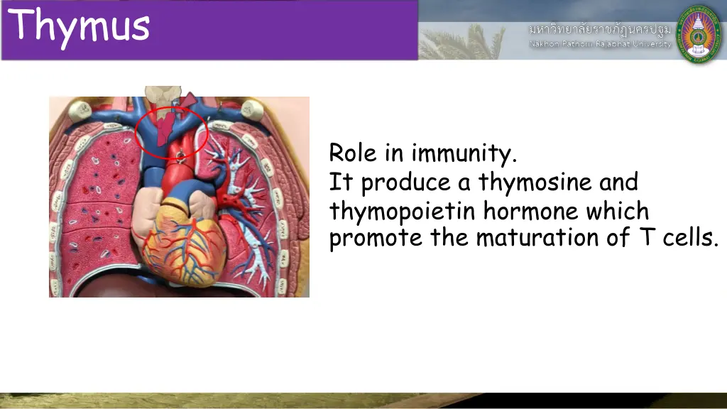 thymus