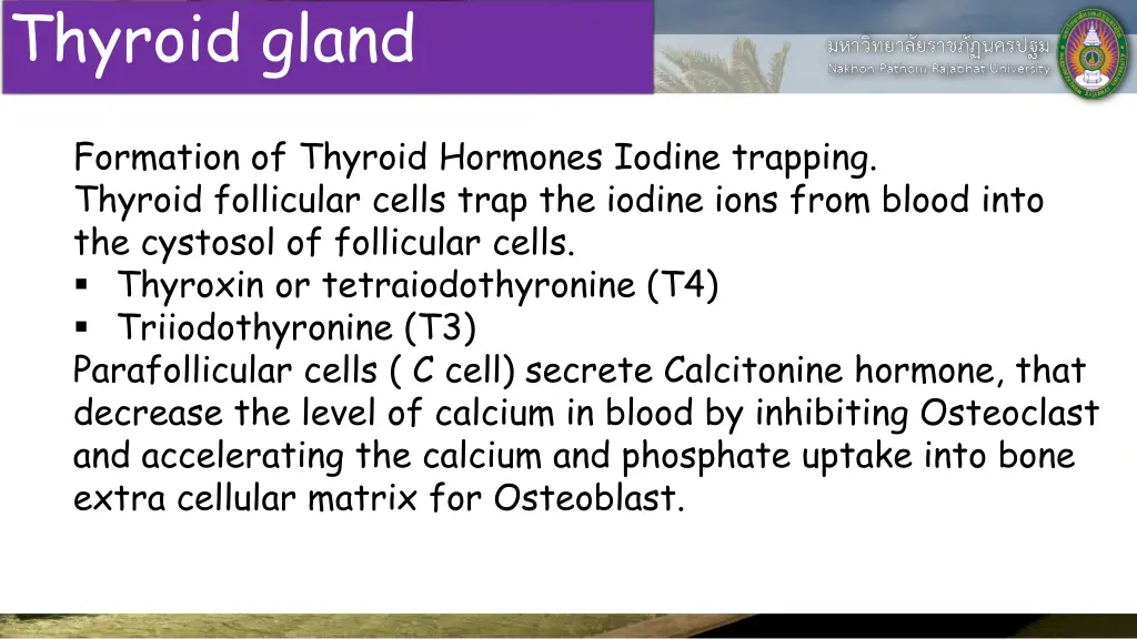 thyroid gland 1