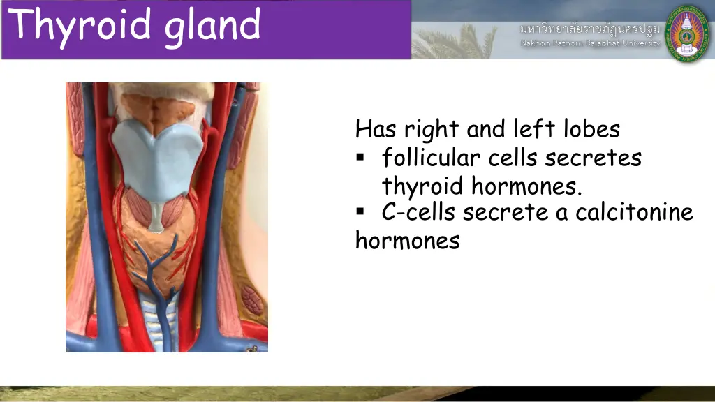 thyroid gland