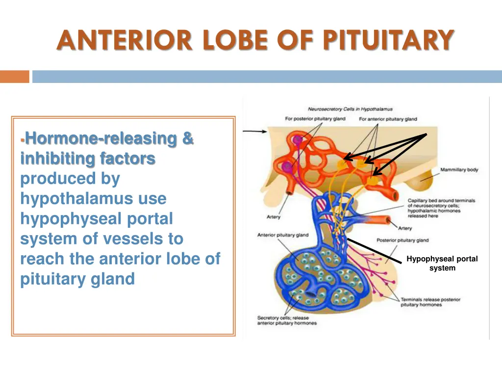 anterior lobe of pituitary