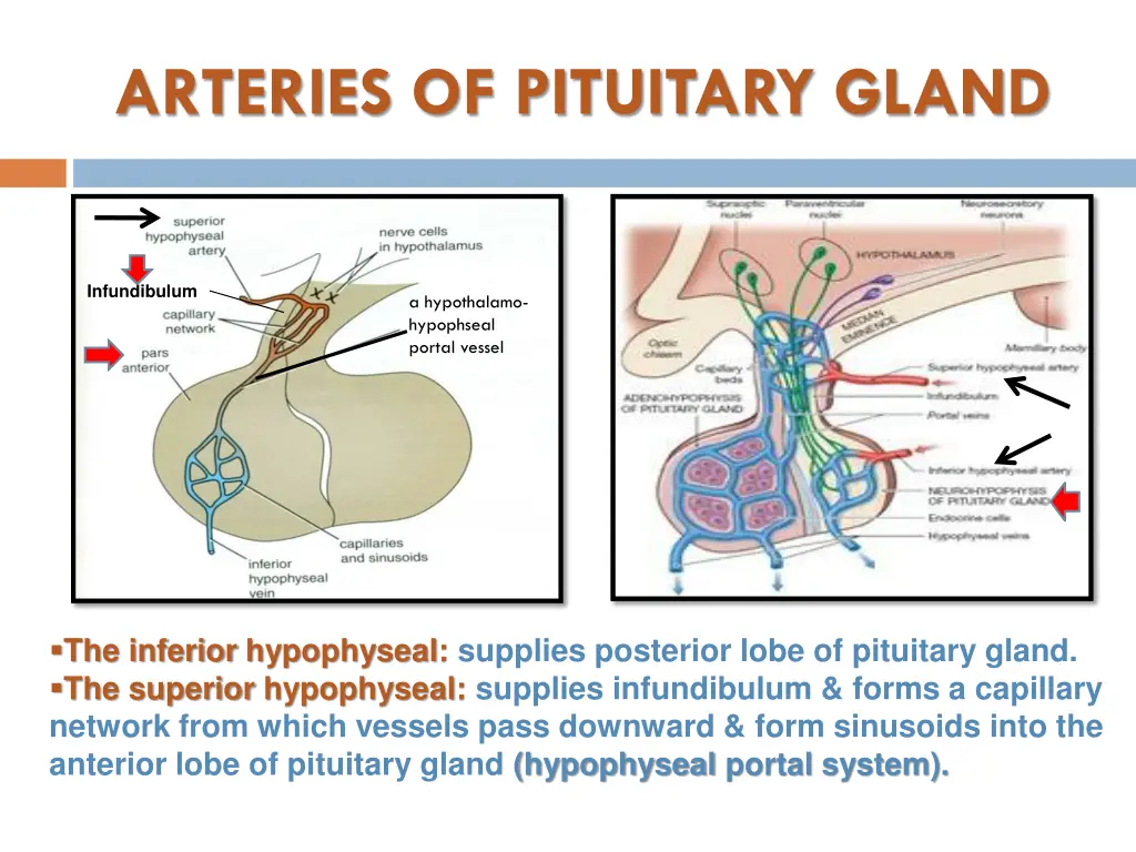 arteries of pituitary gland