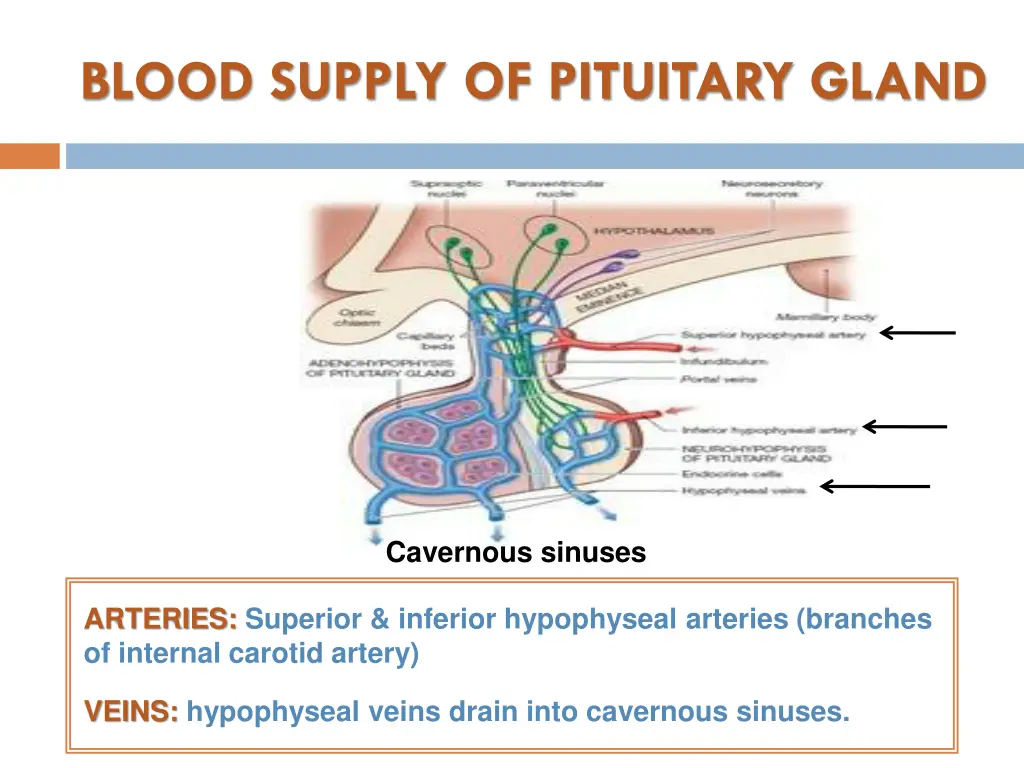 blood supply of pituitary gland