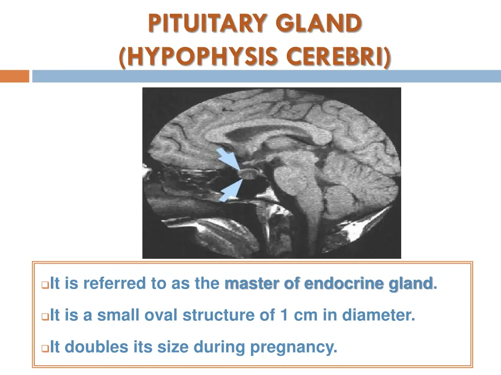 pituitary gland hypophysis cerebri