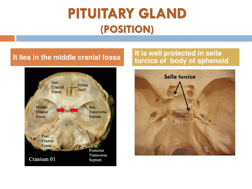 pituitary gland position 1