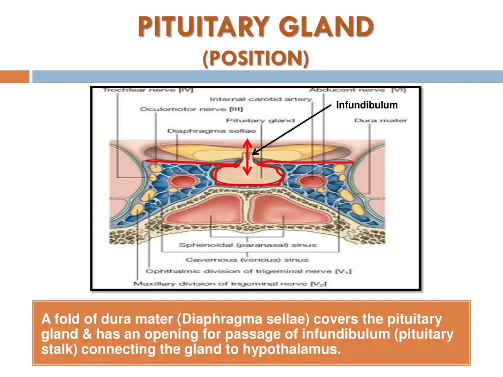 pituitary gland position 2