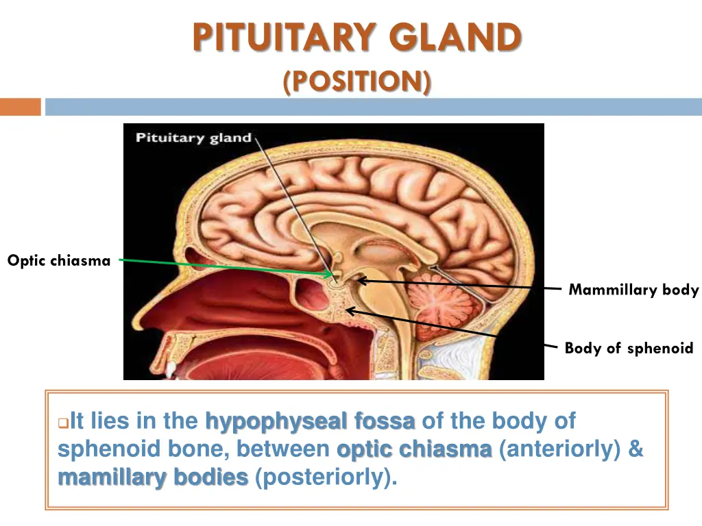 pituitary gland position