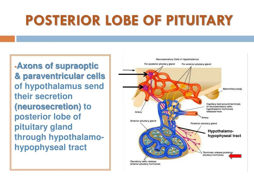 posterior lobe of pituitary