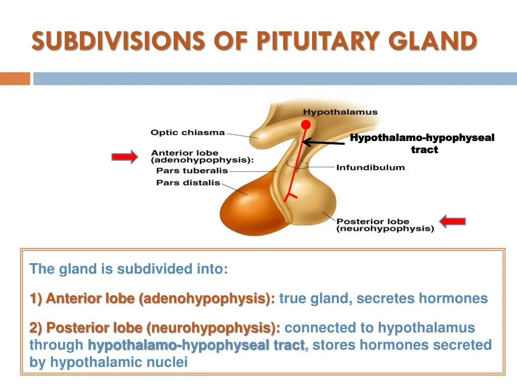 subdivisions of pituitary gland