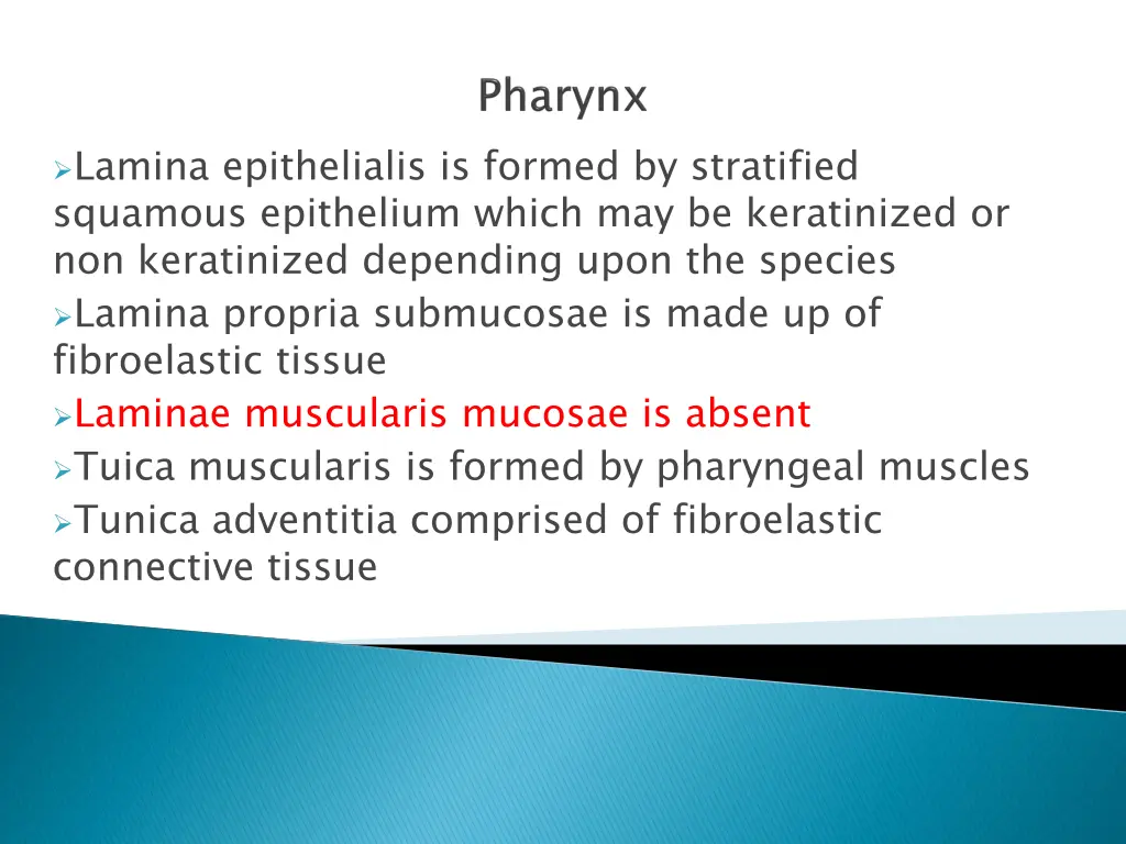 lamina epithelialis is formed by stratified