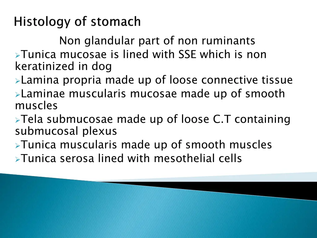 non glandular part of non ruminants tunica