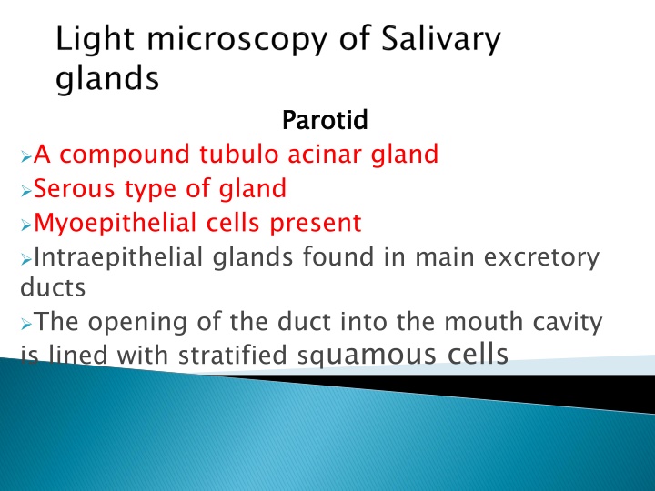 parotid