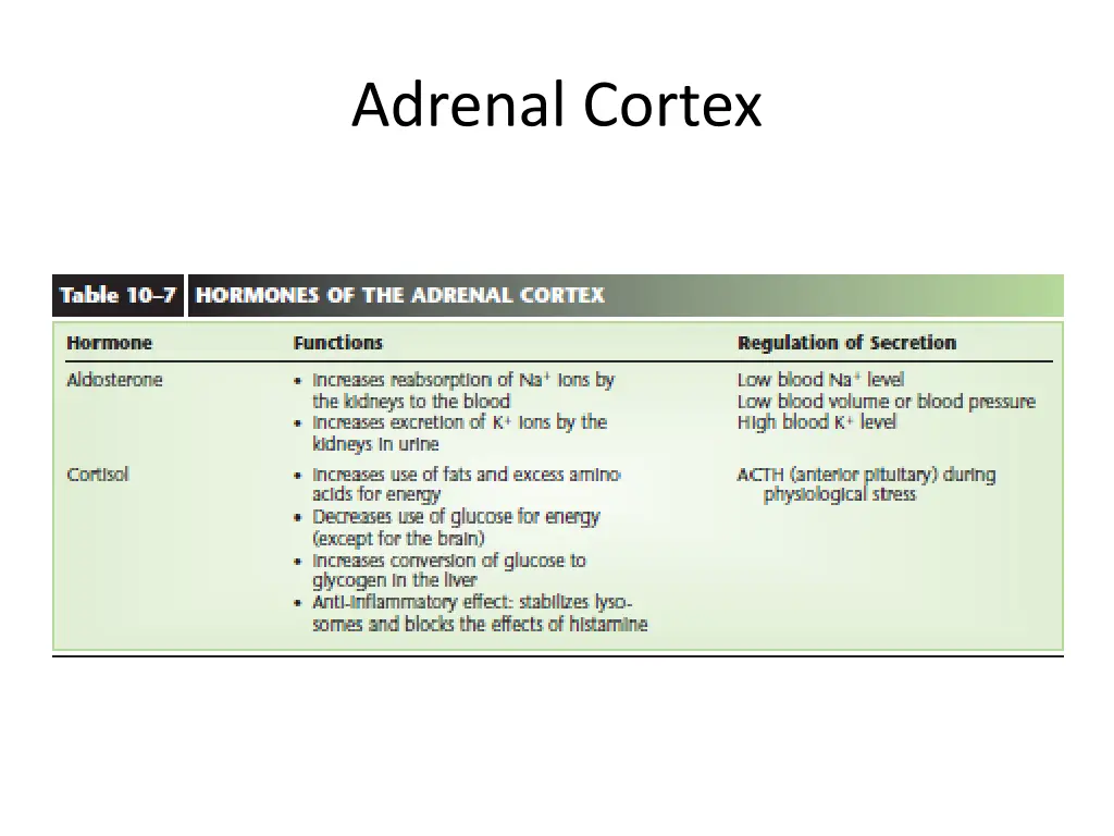 adrenal cortex