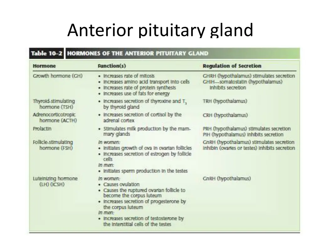 anterior pituitary gland