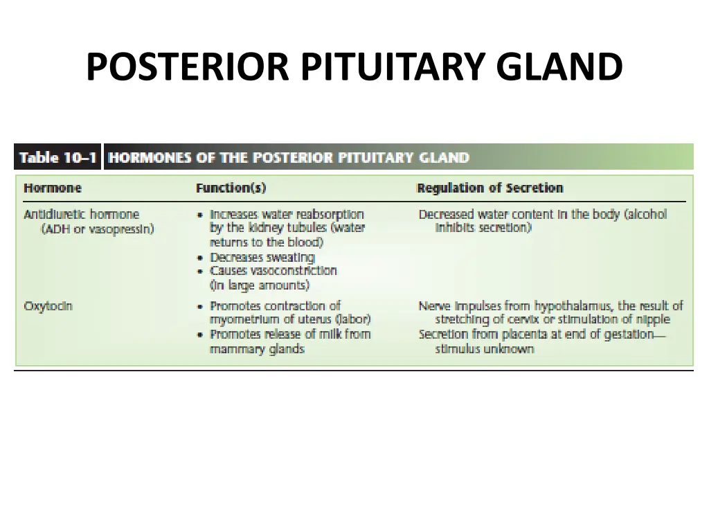 posterior pituitary gland