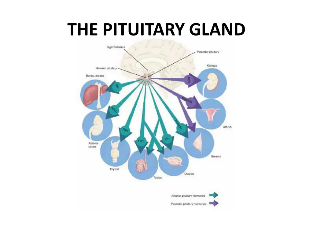 the pituitary gland