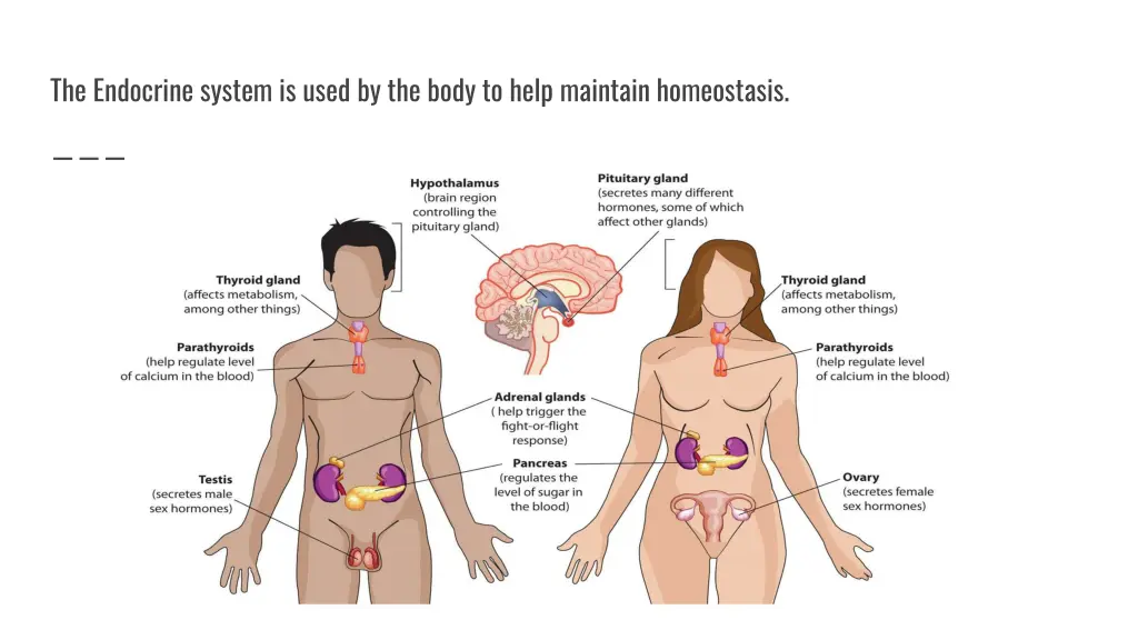 the endocrine system is used by the body to help