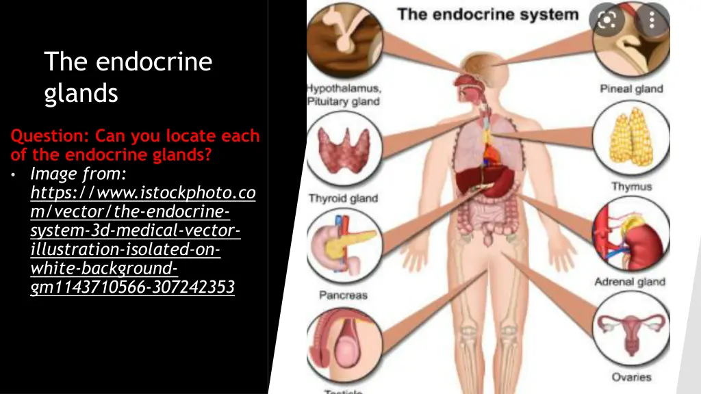 the endocrine glands