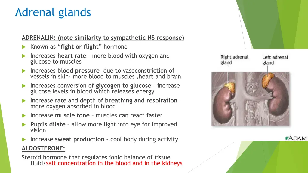 adrenal glands