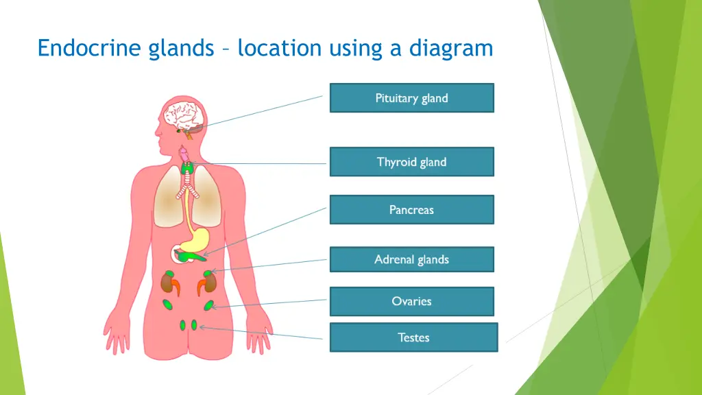 endocrine glands location using a diagram