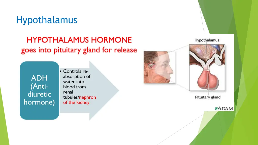 hypothalamus