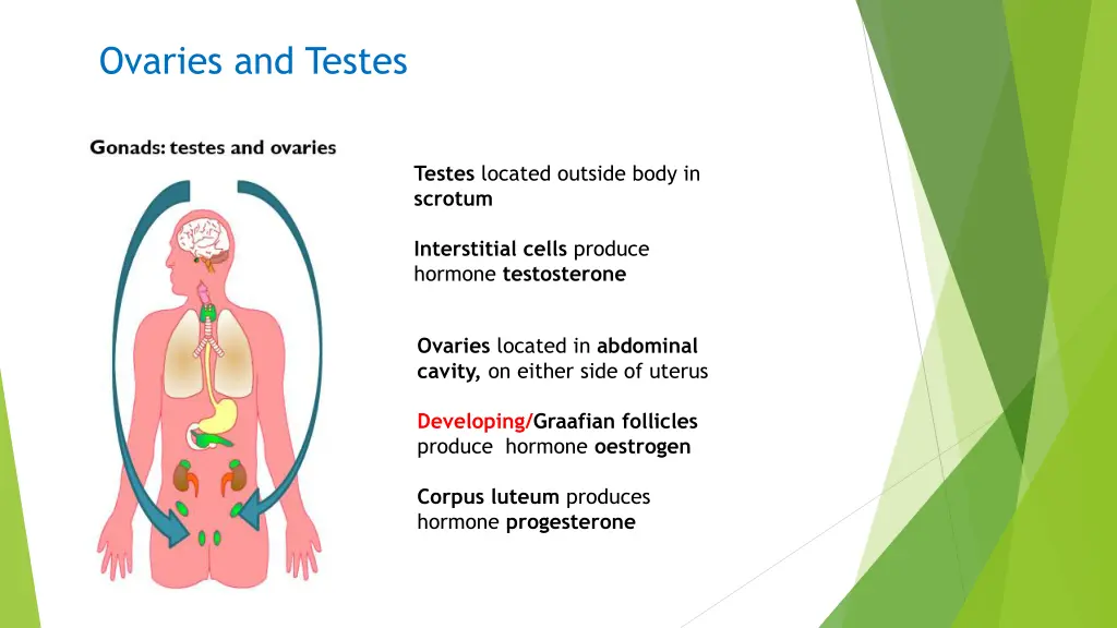 ovaries and testes