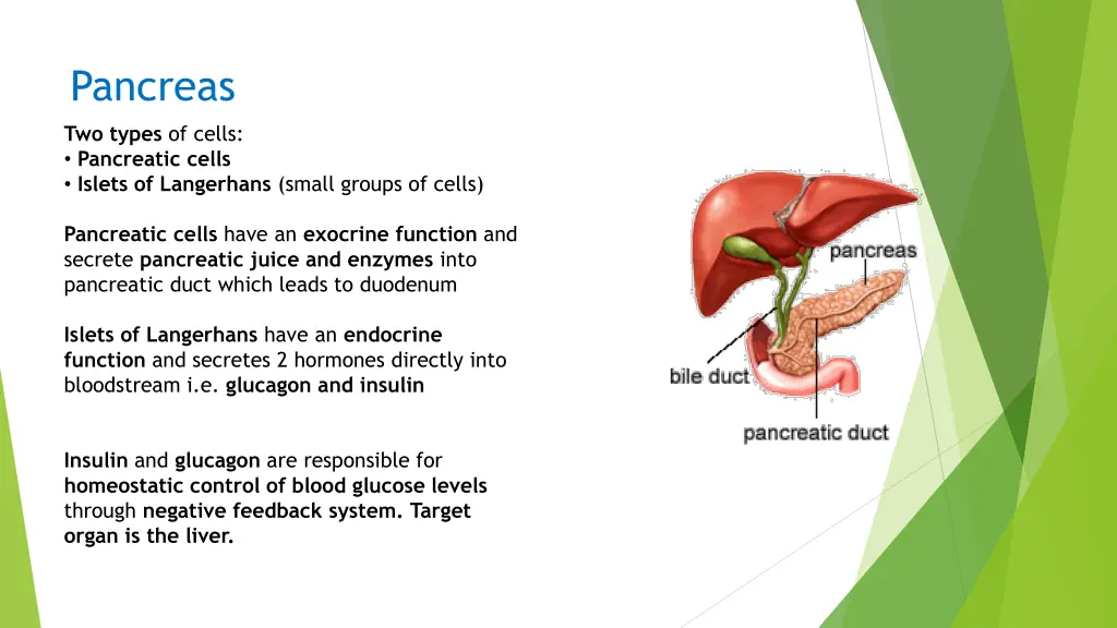 pancreas