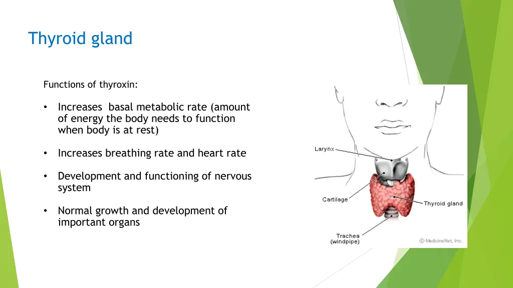 thyroid gland