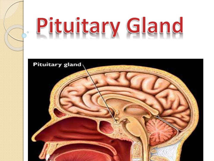 pituitary gland