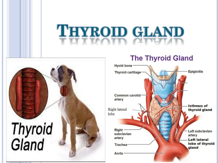 t hyroid gland