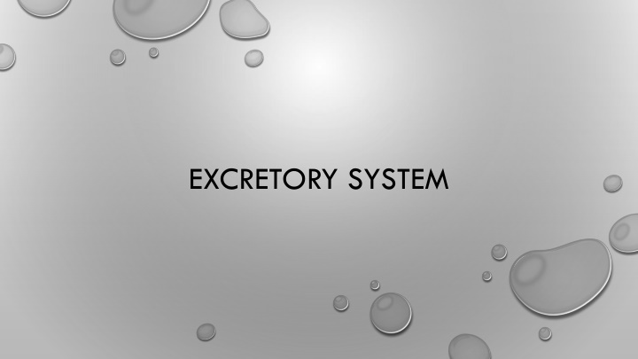 excretory system