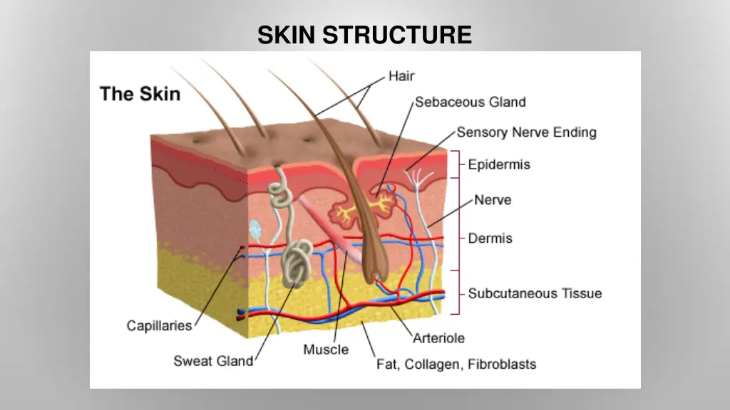 skin structure