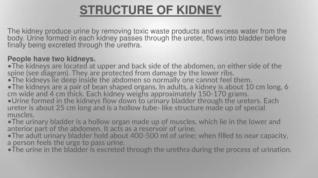 structure of kidney