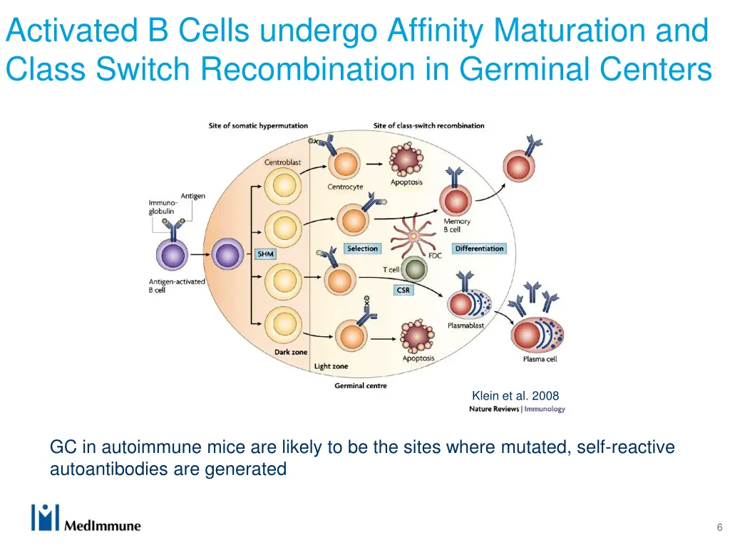 activated b cells undergo affinity maturation