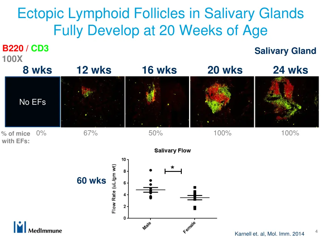 ectopic lymphoid follicles in salivary glands