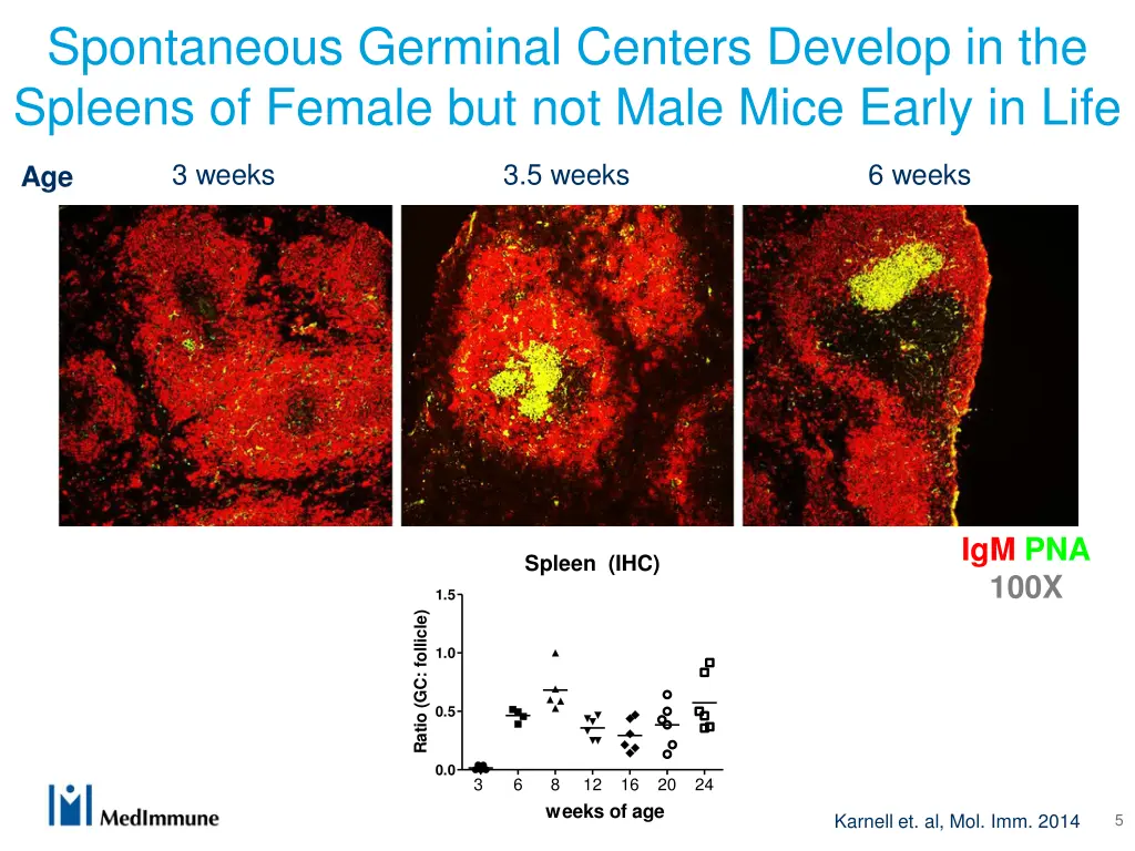 spontaneous germinal centers develop