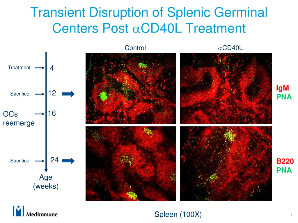 transient disruption of splenic germinal centers