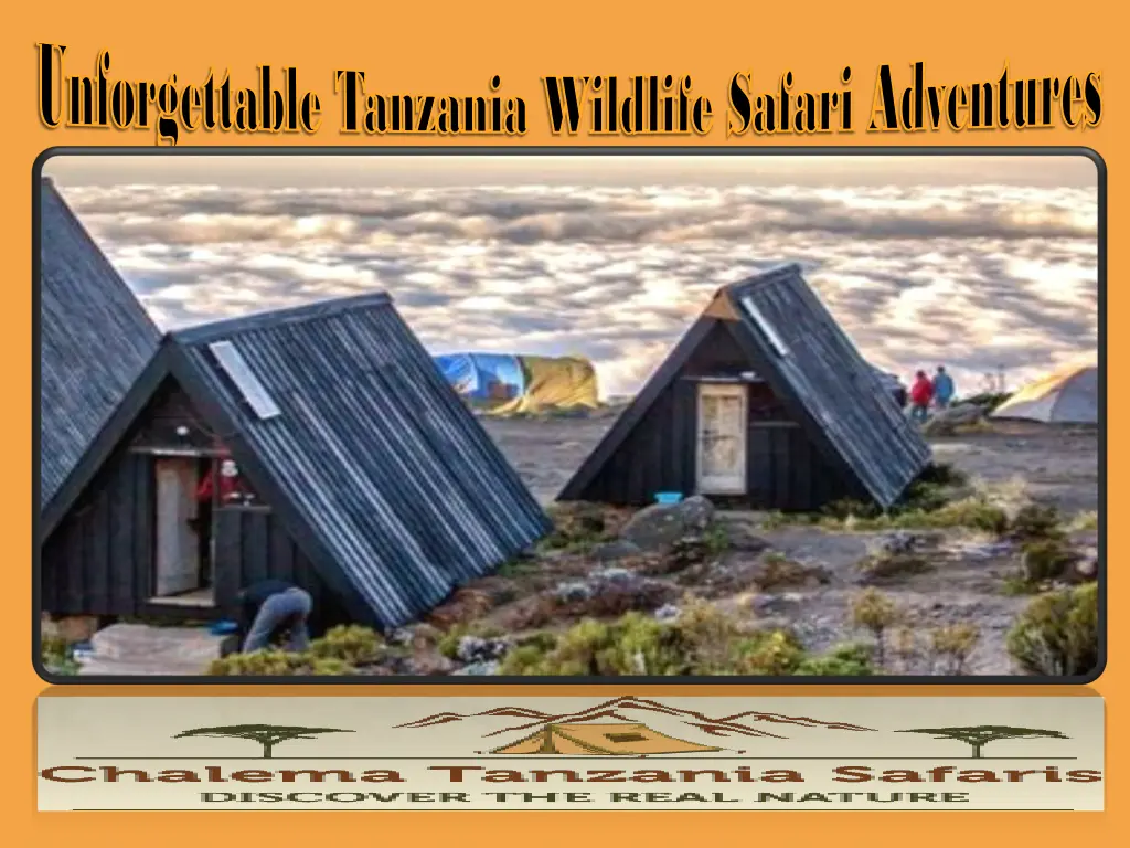 unforgettable tanzania wildlife safari adventures 2