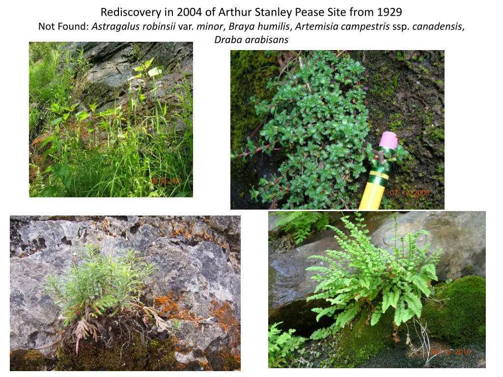 rediscovery in 2004 of arthur stanley pease site