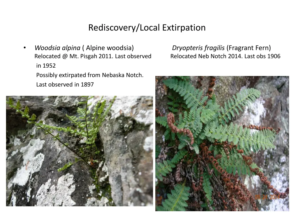 rediscovery local extirpation