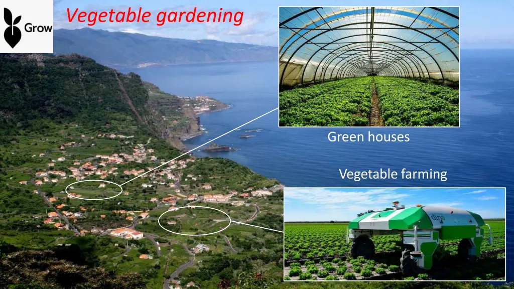 vegetable gardening