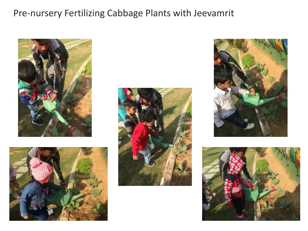 pre nursery fertilizing cabbage plants with