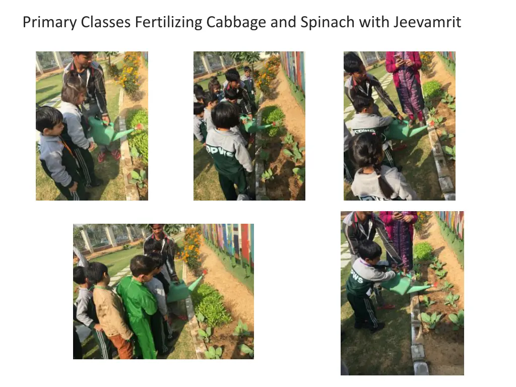 primary classes fertilizing cabbage and spinach 1