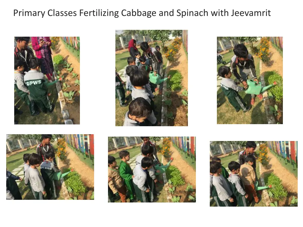 primary classes fertilizing cabbage and spinach